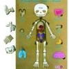 Encastre Cuerpo Humano Huesos y Órganos +6