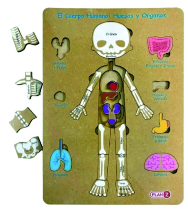 Encastre Cuerpo Humano Huesos y Órganos +6