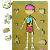 Encastre Cuerpo Humano Huesos y Órganos +6
