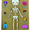 Encastre Cuerpo Humano Huesos y Órganos +6