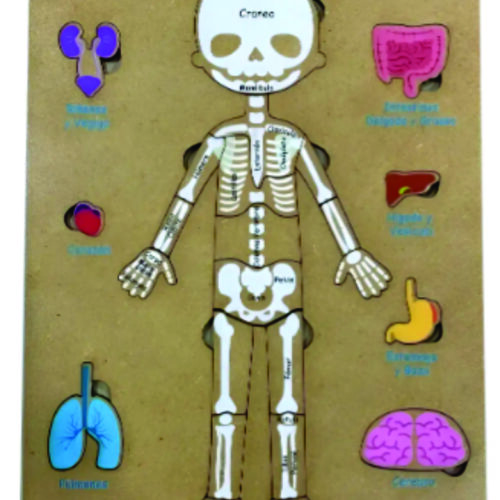Cuerpo humano Encastre Cuerpo Humano Huesos y Órganos +6
