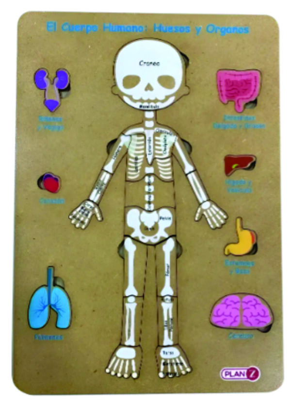 Encastre Cuerpo Humano Huesos y Órganos +6