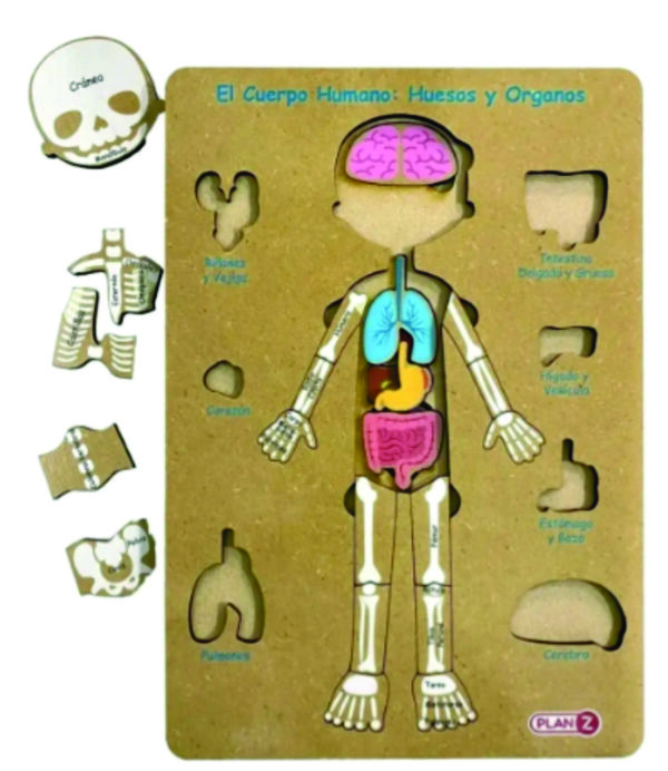 Encastre Cuerpo Humano Huesos y Órganos +6